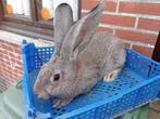 jonge konijn (Vlaamse Reus), Dieren en Toebehoren, Groot