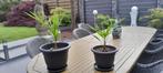Trachycarpus fortunei, Tuin en Terras, Ophalen, In pot, Palmboom, Minder dan 100 cm