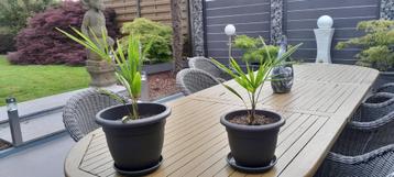 Trachycarpus fortunei beschikbaar voor biedingen