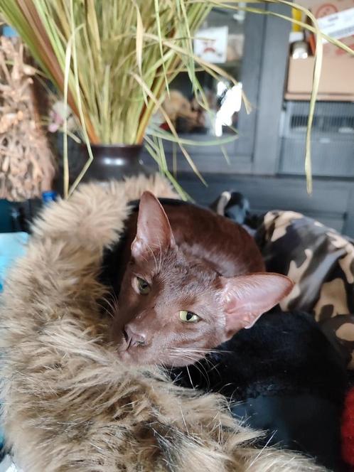 Oosters Korthaar Havana kater met stamboom, Dieren en Toebehoren, Katten en Kittens | Raskatten | Korthaar, Kater, 3 tot 5 jaar