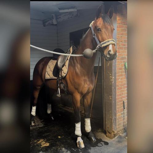 Prachtige dressuurmerrie, Dieren en Toebehoren, Paarden, Merrie