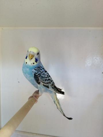 Jonge grasparkiet pop