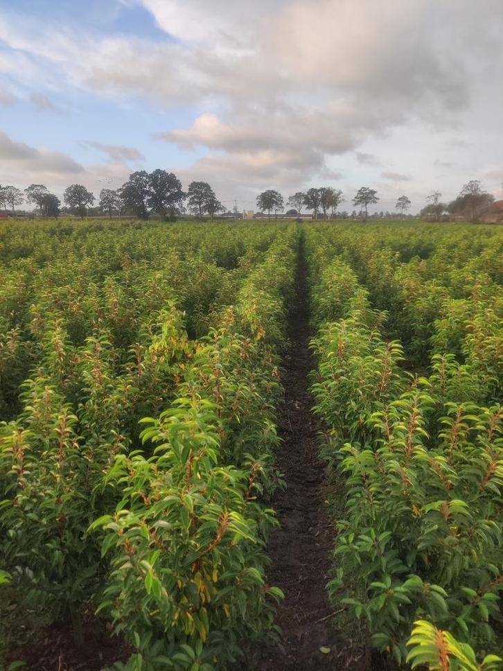 portugese laurier prunus lusitanica, Tuin en Terras, Planten | Struiken en Hagen, Haag, Laurier, 100 tot 250 cm, Ophalen