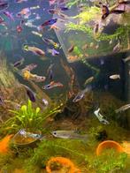 Guppy volwassen vis, Dieren en Toebehoren, Vis, Zoetwatervis, Schoolvis