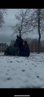 Merrie te koop, Animaux & Accessoires, Chevaux & Poneys | Guêtres en cloche, Enlèvement ou Envoi