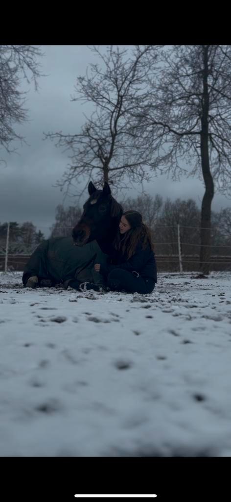 Merrie te koop, Dieren en Toebehoren, Paarden en Pony's | Beschermers, Springen, Ophalen of Verzenden