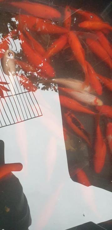 35 Goudvissen sluierstaarten 80,00 beschikbaar voor biedingen