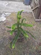 Apenboom, Tuin en Terras, Ophalen