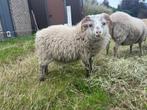 Ouessant ram, Mannelijk, Schaap, 0 tot 2 jaar