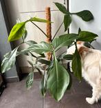 Philodendron 69686/Bette Waterbury, Huis en Inrichting, Kamerplanten, Ophalen