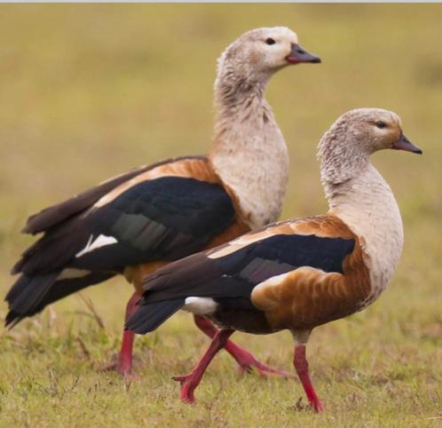 Verschillende soorten ganzen, Animaux & Accessoires, Volatiles, Oie ou Cygne, Plusieurs animaux