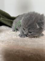Binnenkort britse korthaar kittens te koop, Dieren en Toebehoren, Katten en Kittens | Raskatten | Korthaar, Meerdere dieren, Gechipt