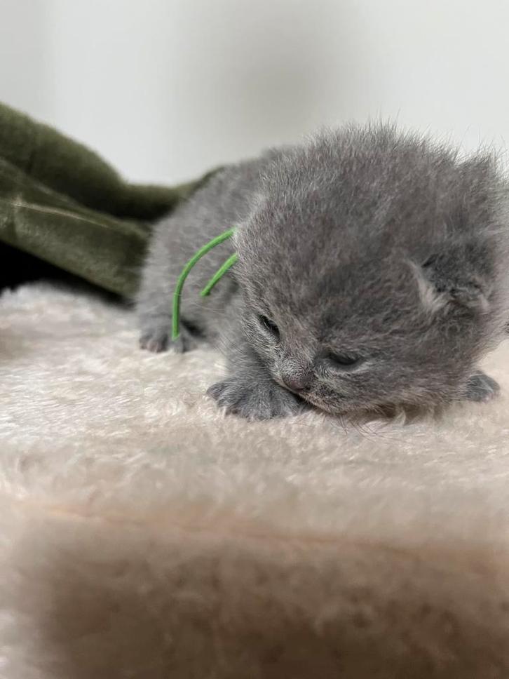 Binnenkort britse korthaar kittens te koop, Dieren en Toebehoren, Katten en Kittens | Raskatten | Korthaar, Meerdere dieren, 0 tot 2 jaar