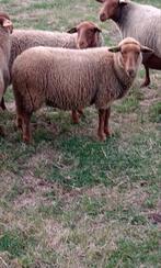 Jonge ardense voskop ooi ingeschreven in Sle stamboek, Dieren en Toebehoren, Schapen, Geiten en Varkens, Vrouwelijk, Schaap, 0 tot 2 jaar