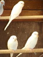 Albino grasparkieten, Dieren en Toebehoren