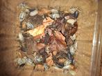 Porcellio laevis mix, Ophalen