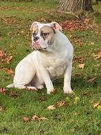 Bulldog reu (old english bulldog), Dieren en Toebehoren, Honden | Bulldogs, Pinschers en Molossers, België, 15 weken tot 1 jaar