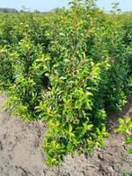 Prunus Lusitanica Brenelia, Jardin & Terrasse, Plantes | Arbustes & Haies, Enlèvement