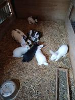 Konijnen, Dieren en Toebehoren, Knaagdieren en Konijnen | Toebehoren, Ophalen