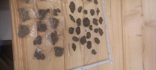 Fossielen spiriferen (NR1), Verzamelen, Mineralen en Fossielen, Fossiel, Ophalen of Verzenden