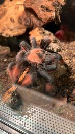 Brachypelma emilia, Animaux & Accessoires, Reptiles & Amphibiens | Accessoires