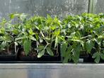 Snoeptomaat , paprika, aubergine en kommerplant, Tuin en Terras, Ophalen, Volle zon, Groenteplanten, Eenjarig