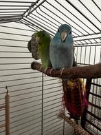 Lief koppeltje forpussen, Dieren en Toebehoren, Vogels | Parkieten en Papegaaien, Mannelijk, Dwergpapegaai of Agapornis, Tam