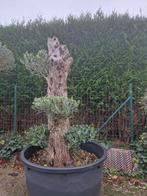Olijfboom Plato te koop., Tuin en Terras, Ophalen, Olijfboom