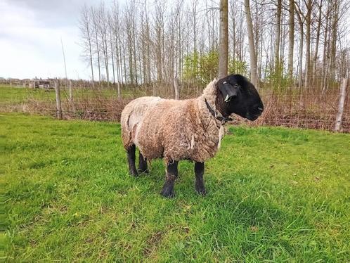 SUFFOLK OOIEN, Dieren en Toebehoren, Schapen, Geiten en Varkens, Schaap, Vrouwelijk, 3 tot 5 jaar