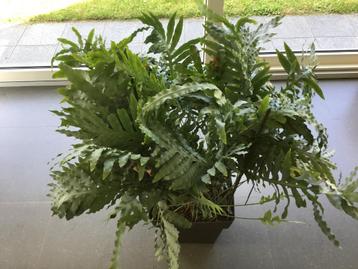 grote kamerplant ZILVERVAREN met bijhorende bloempot beschikbaar voor biedingen