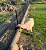 Walliser schwarznase ram (gecastreerd), Mannelijk, Schaap, 3 tot 5 jaar