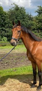 Braaf paard beleerd in de koets en onder het zadel, Gechipt, Ruin, Zadelmak, 3 tot 6 jaar