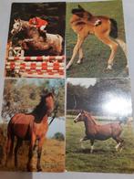 4 Postkaarten van paarden., Verzamelen, Postkaarten | Dieren, Ophalen of Verzenden, Ongelopen, Paard