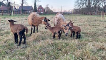 Kameroenschapen