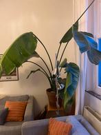 Grande plante d‘intérieur/ oiseau de paradis / strelitzia, Enlèvement