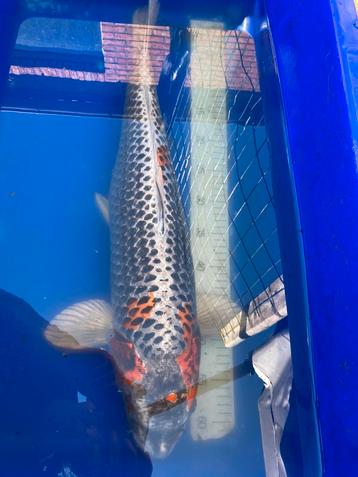 Verschillende koi’s van 38 tot 66cm beschikbaar voor biedingen