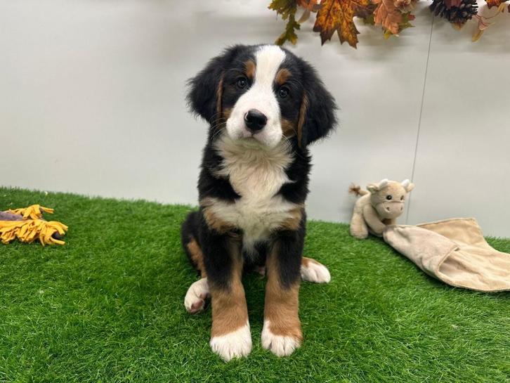 Berner Sennen pups, Dieren en Toebehoren, Honden | Bulldogs, Pinschers en Molossers, Meerdere dieren, Sennenhond, Fokker | Professioneel