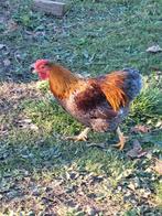 Coq wyandotte naine doré liseré bleu