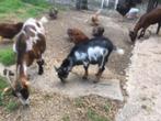 bok, vijf maanden, Dieren en Toebehoren, Mannelijk, Geit, 0 tot 2 jaar