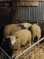Schapen ooien en rammen offerfeest