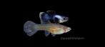 Guppen en endlers, Vis, Zoetwatervis, Schoolvis