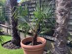 Palmboom Trachycarpus Fortunei, Ophalen, Palmboom