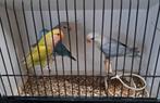 Roze collies, Dieren en Toebehoren, Vogels | Parkieten en Papegaaien