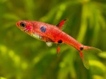 Hobbyaquarium  Boraras maculatus Zondag 3 augustus 12/17uur beschikbaar voor biedingen