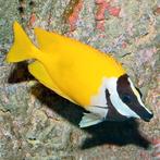 Vossenkop-Siganus Vulpinus (M), Dieren en Toebehoren, Vissen | Aquariumvissen, Vis, Zoutwatervis