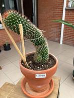 Cactus, Maison & Meubles, Plantes d'intérieur, En pot, Plein soleil, Plante à fleurs, Moins de 100 cm