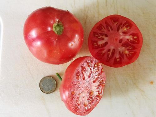 tomaat Reus van Orenburg - 5 zaden, Tuin en Terras, Bloembollen en Zaden, Zaad, Voorjaar, Verzenden