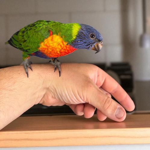 Jeune lori EAM/apprivoisé très gentil, Dieren en Toebehoren, Vogels | Parkieten en Papegaaien, Papegaai, Geslacht onbekend, Tam