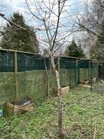 Kersenbomen, Tuin en Terras, Ophalen, 400 cm of meer, Lente