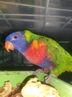Lori van blauwe bergen 2025, Dieren en Toebehoren, Vogels | Parkieten en Papegaaien